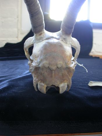 Media type: image;   Mammalogy 61368
